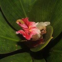 Costus erythrophyllus Loes.